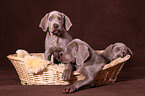 Weimaraner Puppies