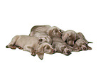 Weimaraner Puppies