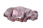 Weimaraner Puppy