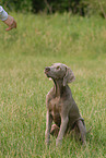 sitting Weimaraner