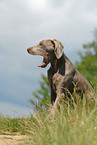 sitting Weimaraner