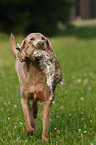 Weimaraner with rabbit