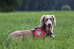 longhaired Weimaraner