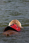 Weimaraner with lifejacket