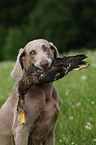 Weimaraner at hunting