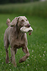 Weimaraner at hunting