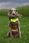 Weimaraner at hunting