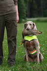 Weimaraner at hunting