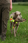 Weimaraner at hunting