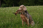 Weimaraner at hunting