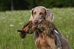 Weimaraner at hunting