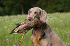 Weimaraner at hunting