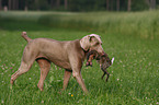 Weimaraner at hunting