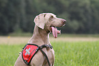 Weimaraner