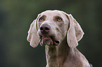 Weimaraner