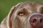 Weimaraner face