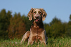 lying longhaired weimaraner