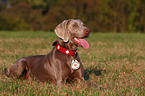 Weimaraner