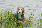 bathing longhaired Weimaraner