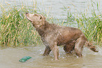 bathing longhaired Weimaraner