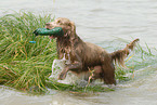 bathing longhaired Weimaraner