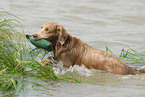 bathing longhaired Weimaraner