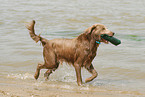 bathing longhaired Weimaraner