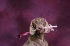 Weimaraner Portrait