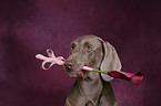 Weimaraner Portrait