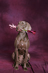 Weimaraner