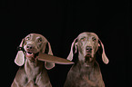 Weimaraner Portrait