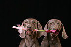 Weimaraner Portrait