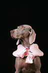 Weimaraner Portrait