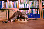 Weimaraner with toy