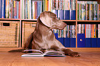 Weimaraner with book