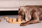 Weimaraner with toy