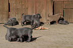 Weimaraner Puppies