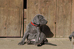 Weimaraner Puppy