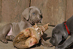 Weimaraner Puppies