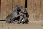 Weimaraner Puppies