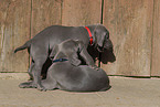 Weimaraner Puppies