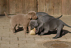 Weimaraner Puppies