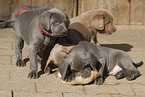 Weimaraner Puppies