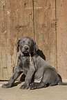 Weimaraner Puppy