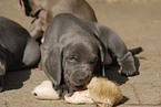 Weimaraner Puppy