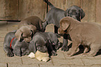 Weimaraner Puppies