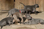 Weimaraner Puppies