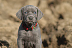 Weimaraner Puppy