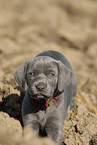 Weimaraner Puppy