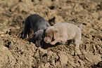 Weimaraner Puppies